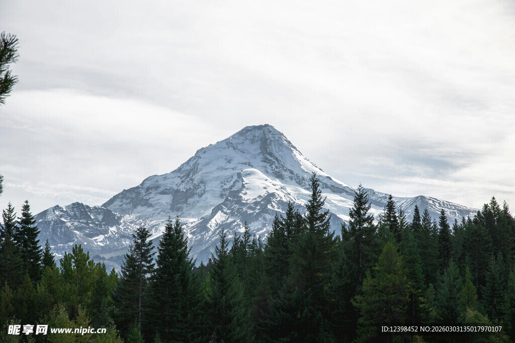 雪山下的茂密森林景观