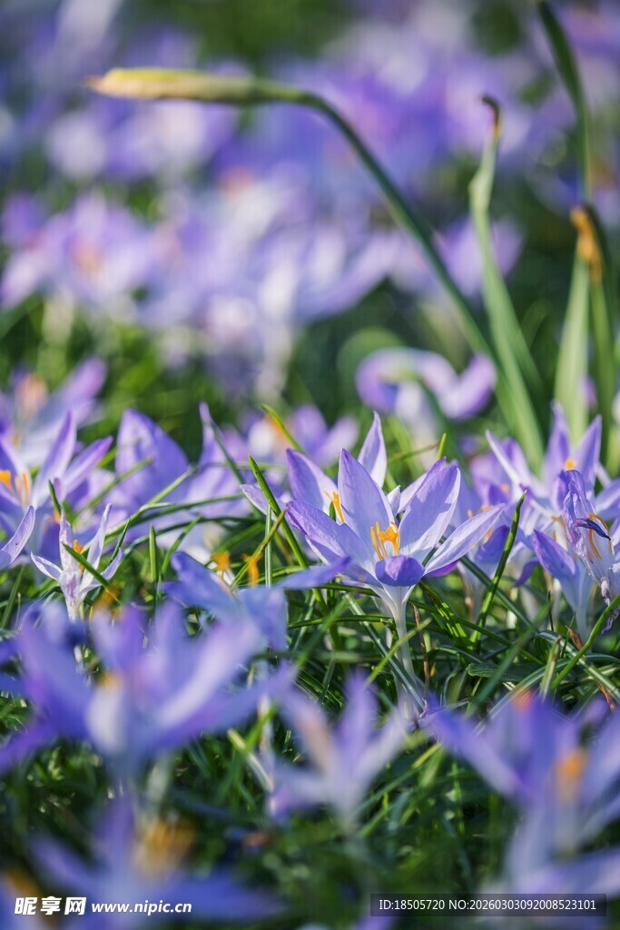 紫色番红花绽放的美丽