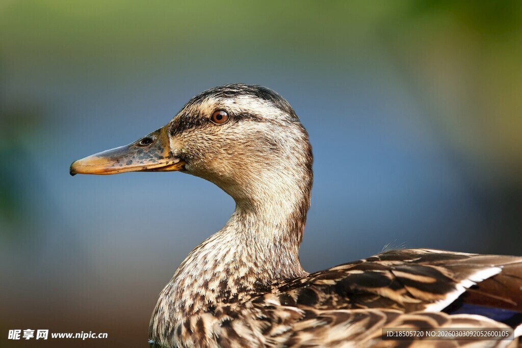 优雅的野鸭头部