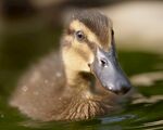 水中可爱小鸭子特写
