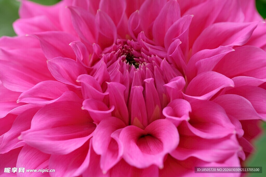 娇艳粉色大丽花特写