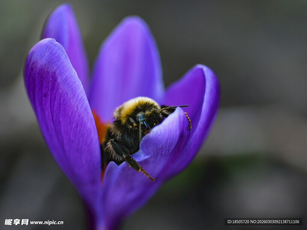 紫花中的忙碌蜜蜂