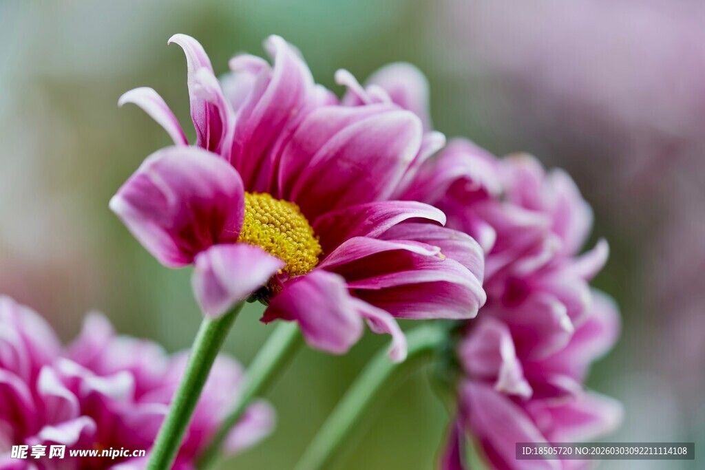 娇艳粉色菊花特写