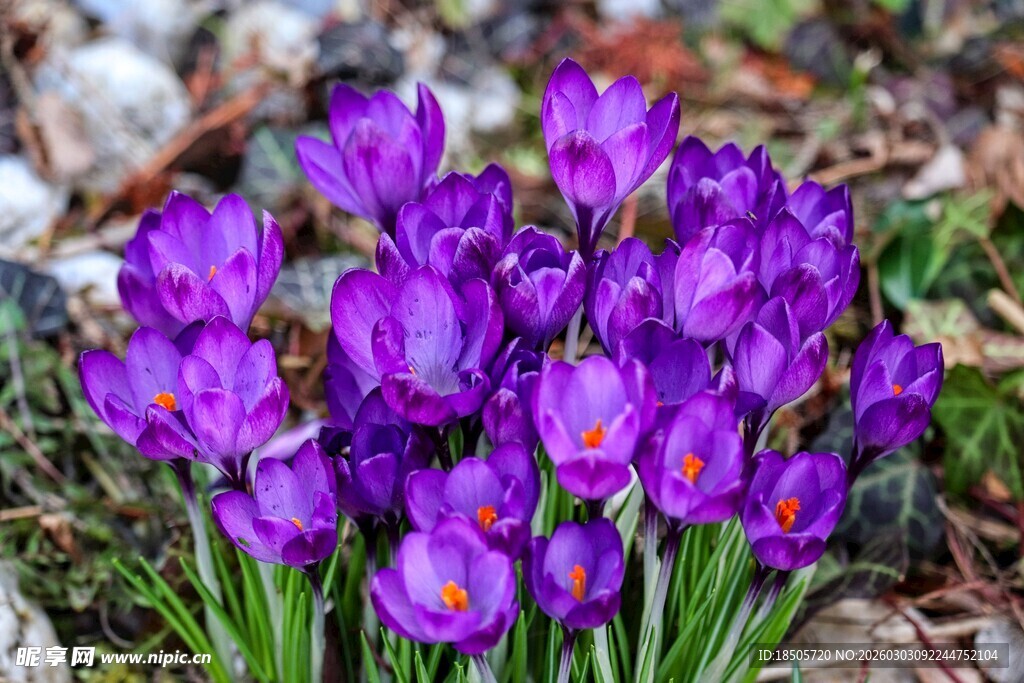 紫色番红花绽放于草地