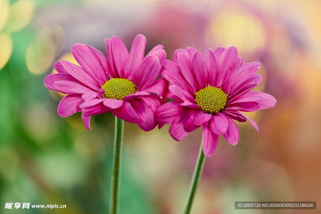 两朵娇艳粉色菊花