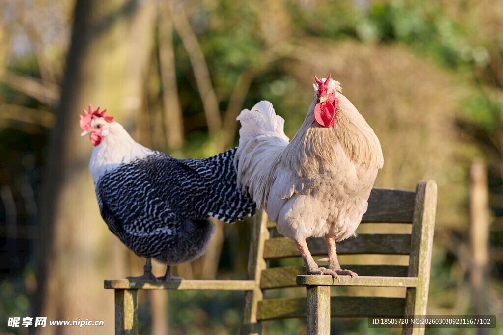 三只鸡立于木架上
