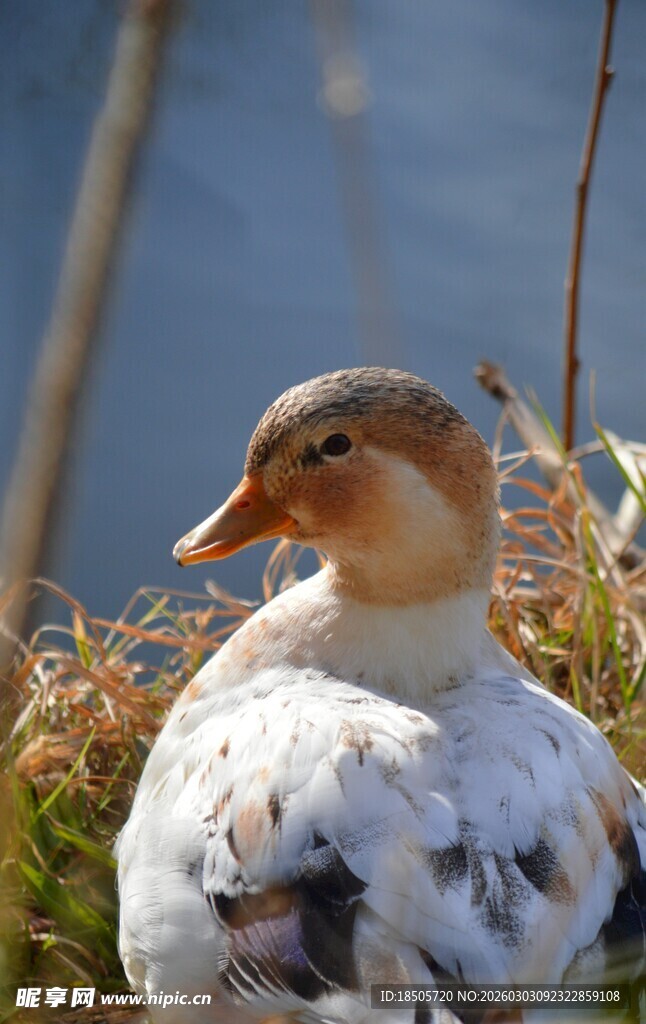 水边休憩的可爱鸭子