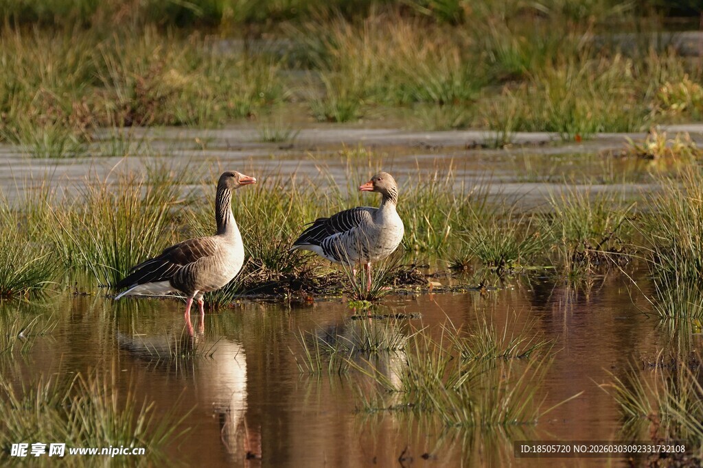 湿地中的两只站立大雁