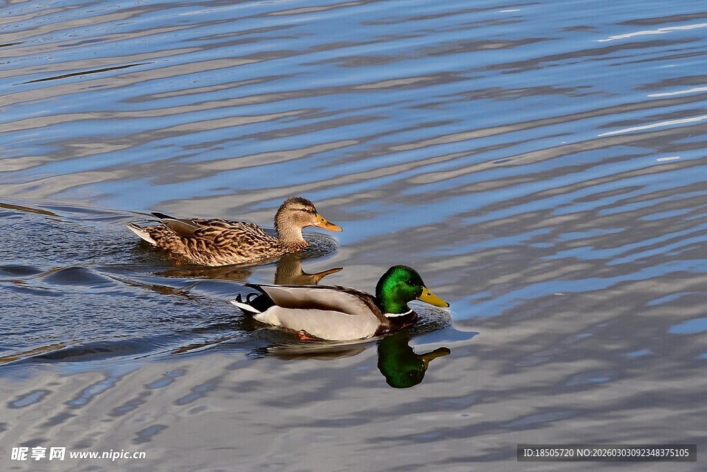 水中双鸭悠游