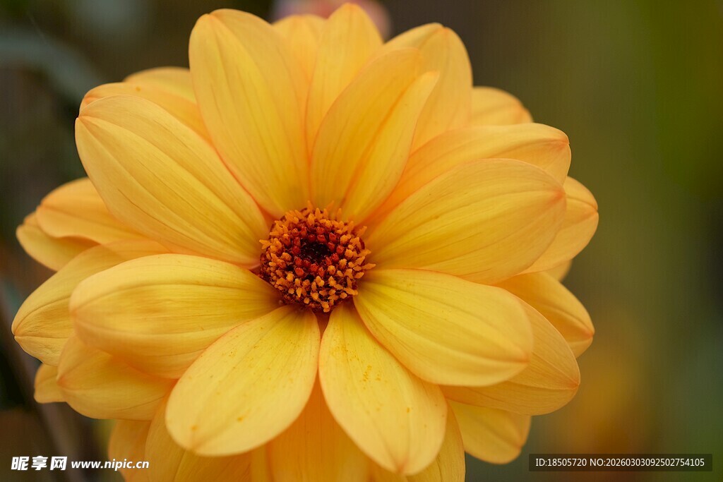 黄色大丽花特写