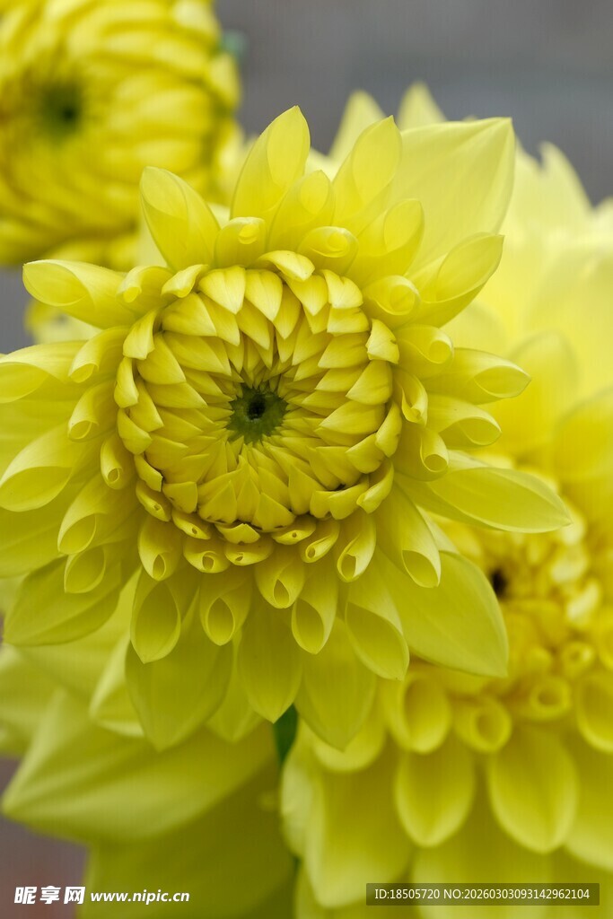 黄色大丽花特写