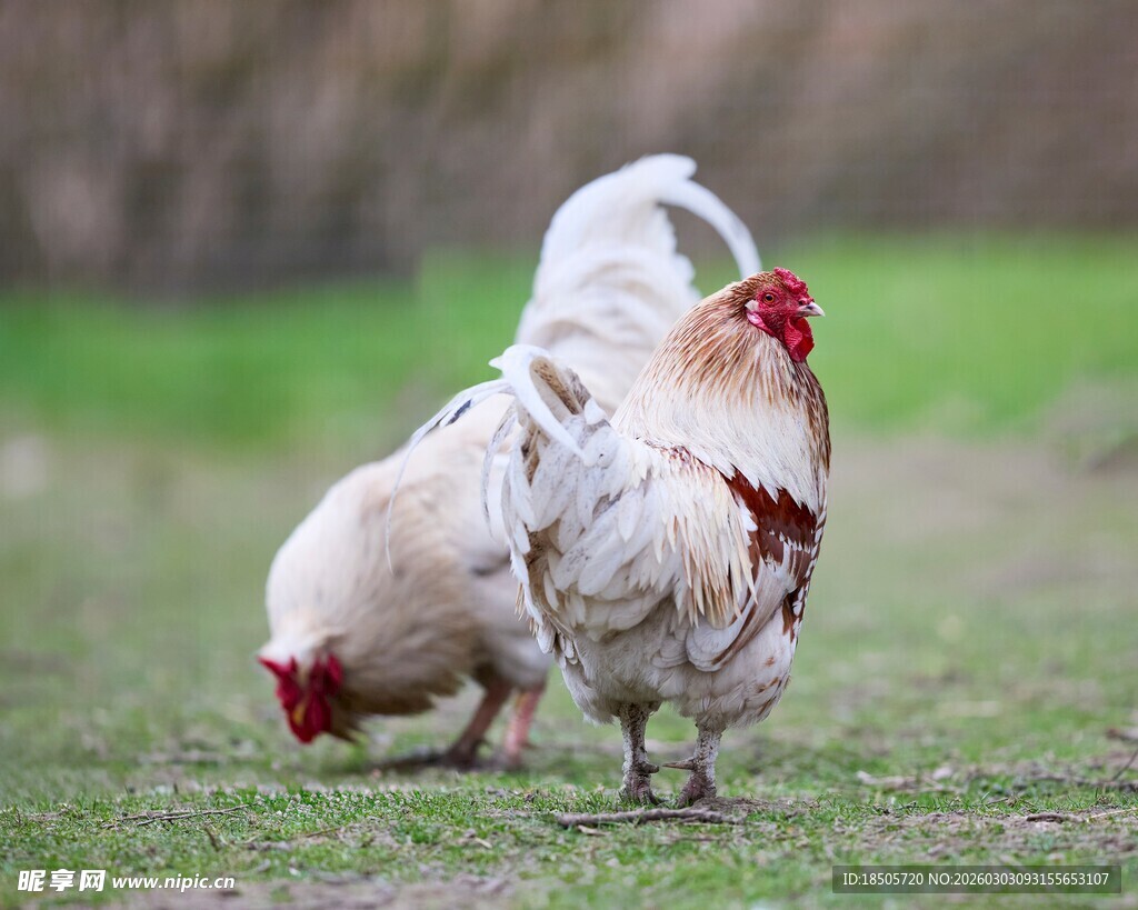 草地上的几只鸡