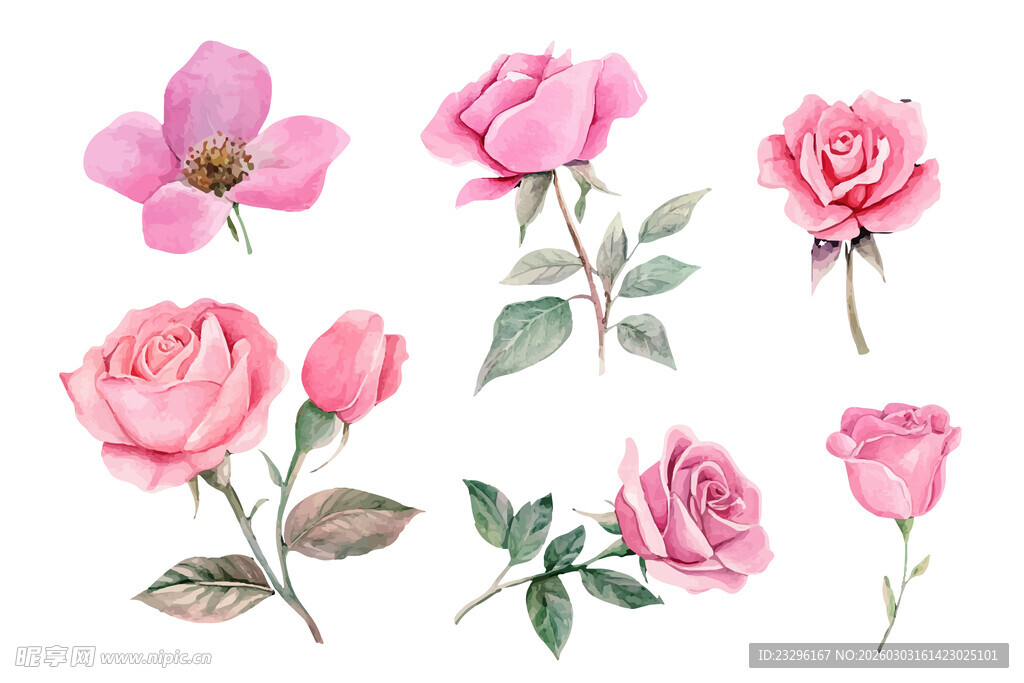 粉色手绘玫瑰花