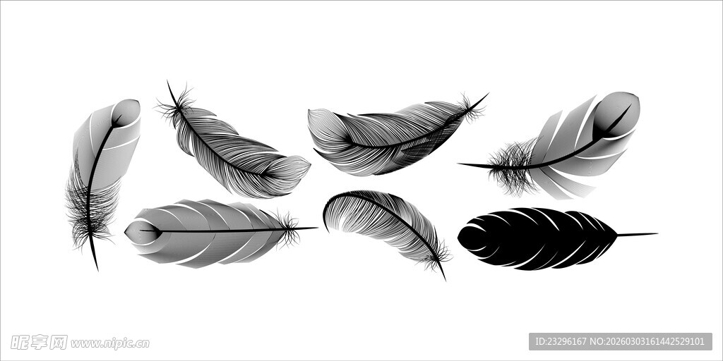 羽毛艺术插画