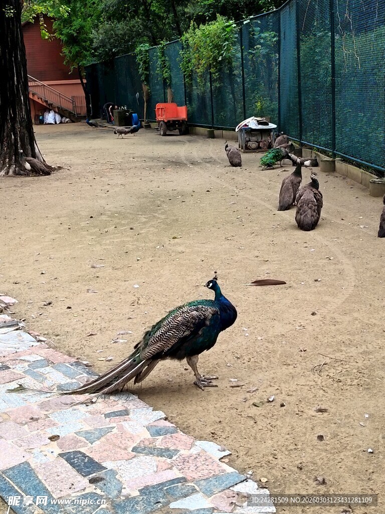 园内漫步的美丽孔雀