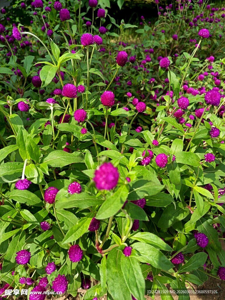 繁茂紫花绿植景观 野花
