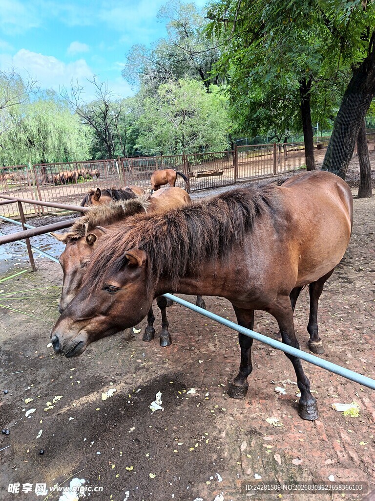 围栏边的几匹棕色马匹