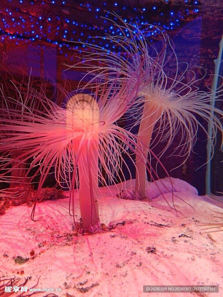 梦幻粉色海葵绽放海底