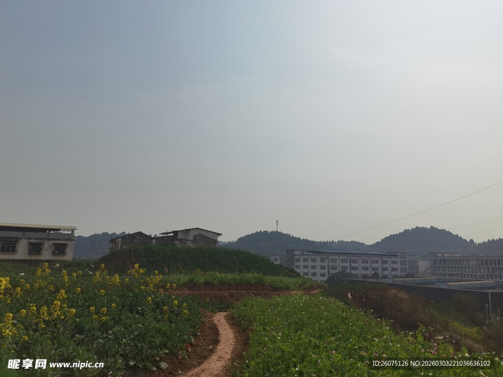 乡间小径旁的灿烂花田