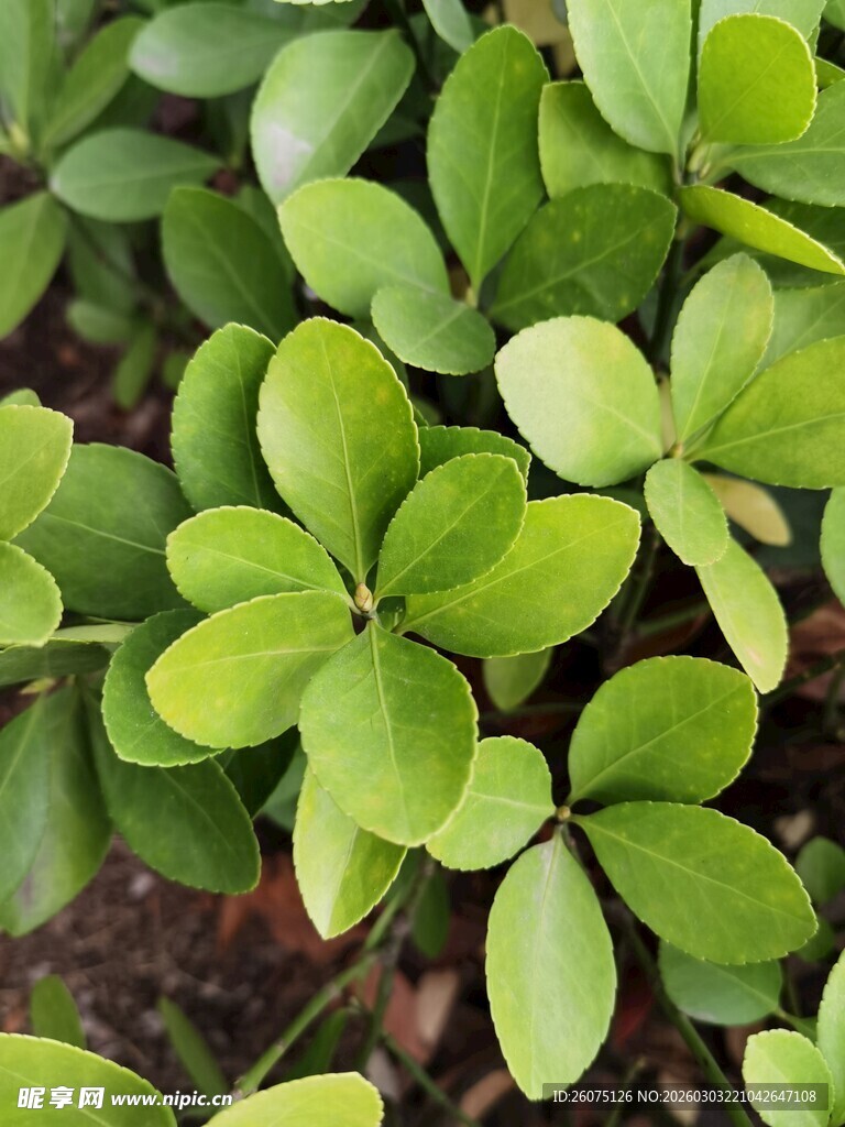 翠绿四叶草植物特写