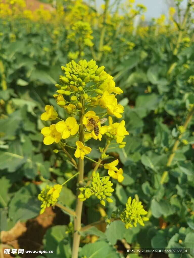 一枝绽放的黄色油菜花