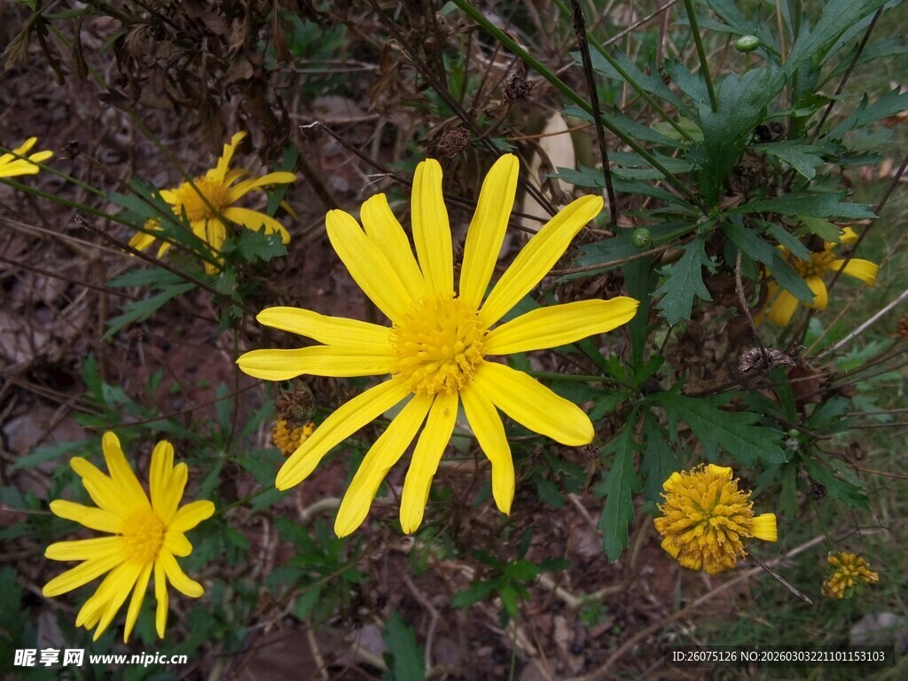 黄色野菊花绽放于草丛