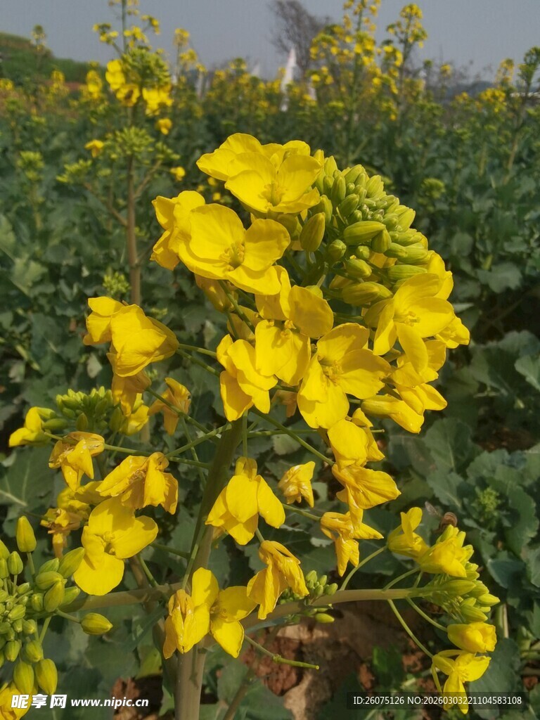 绽放的黄色油菜花