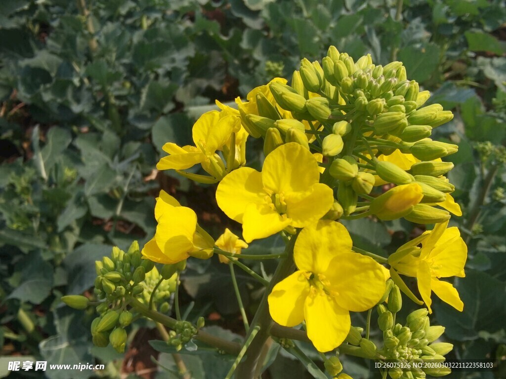 绽放的黄色绚烂花卉