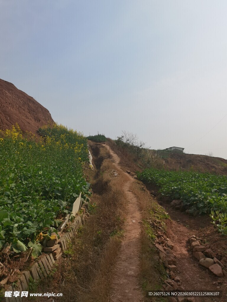 山间小径旁的农田风光