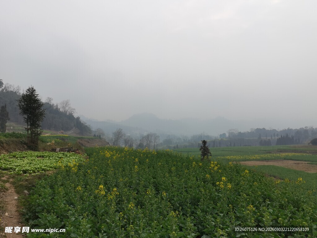 雾中田园油菜花景