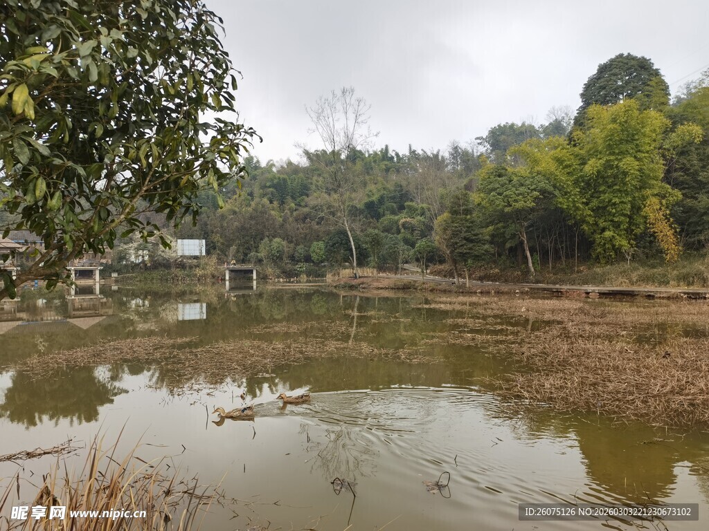 乡村静谧水塘边的自然景致