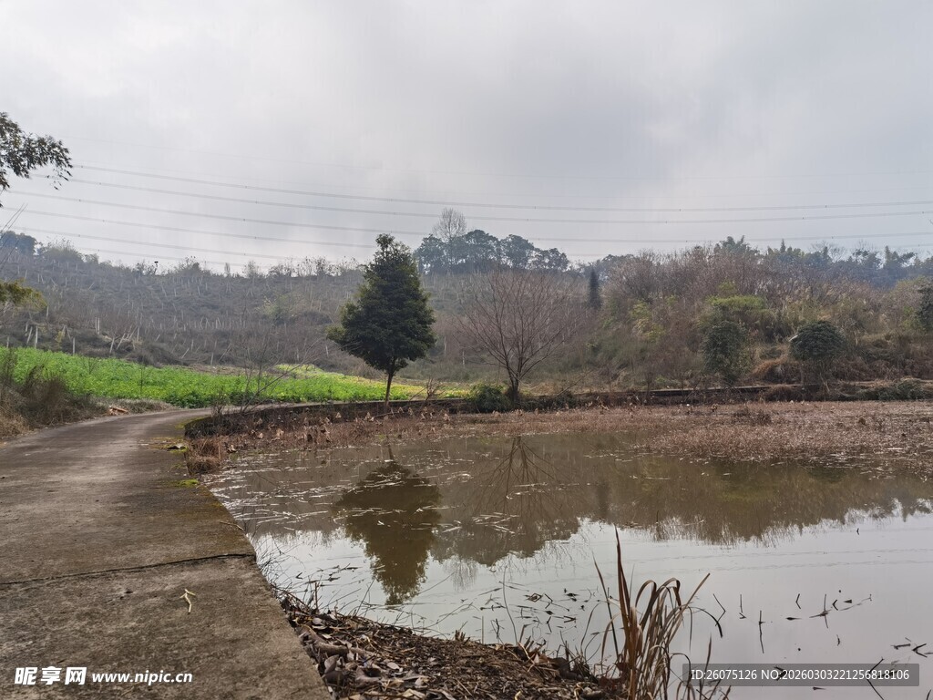 乡村池塘边的自然景致