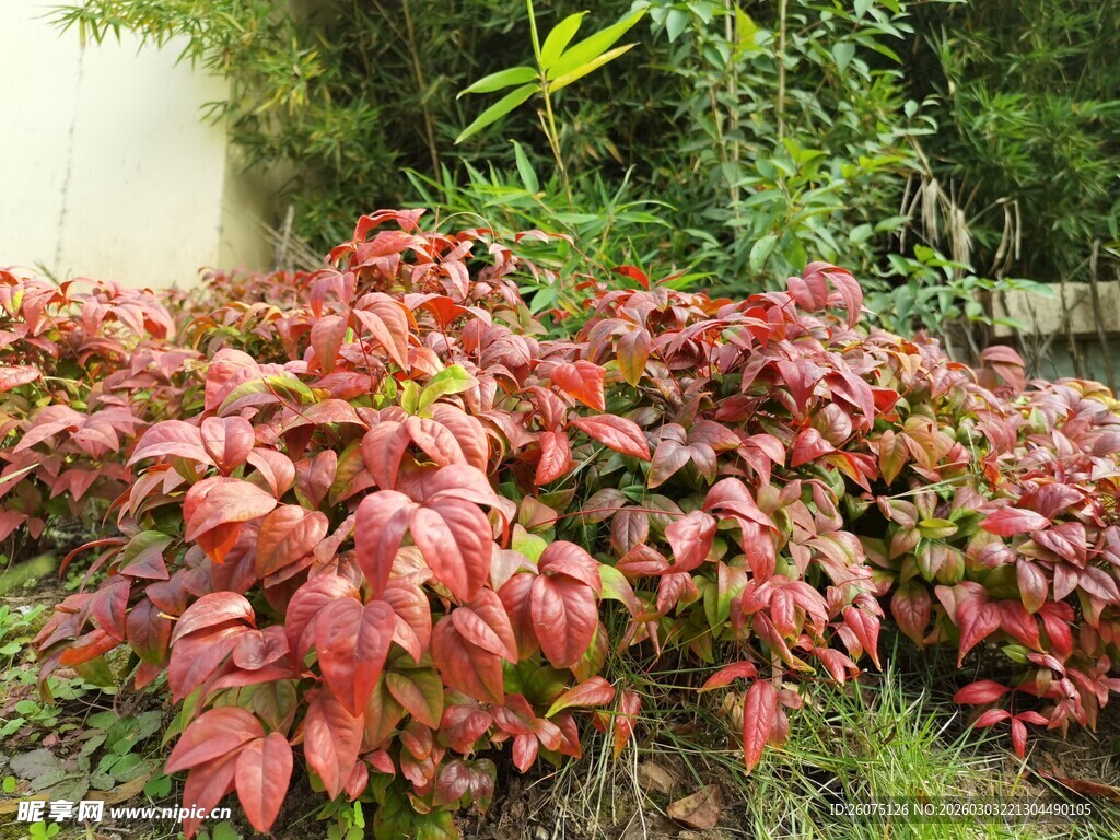 红叶植物景观