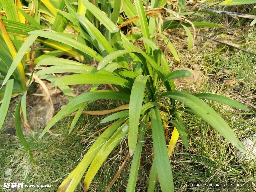 绿叶植物特写