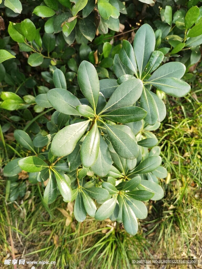 绿叶丛生的植物景观