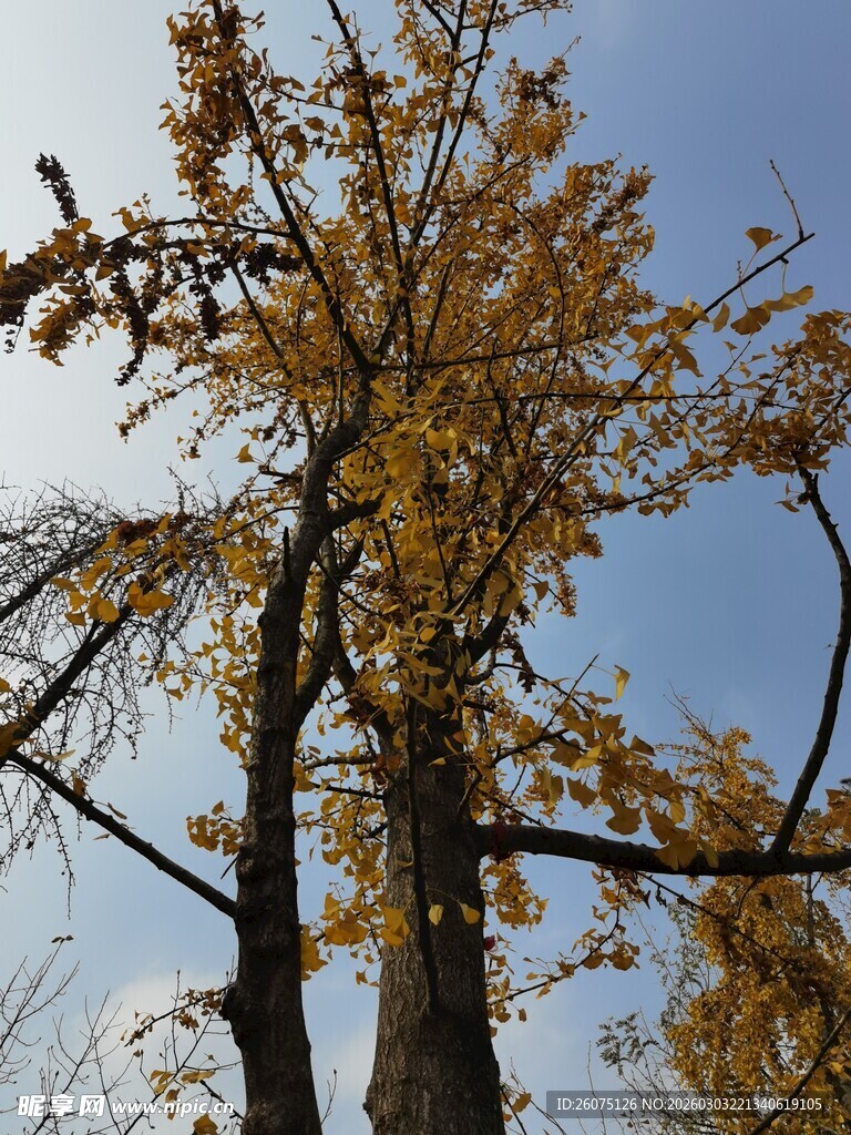 秋日银杏树蓝天相伴景