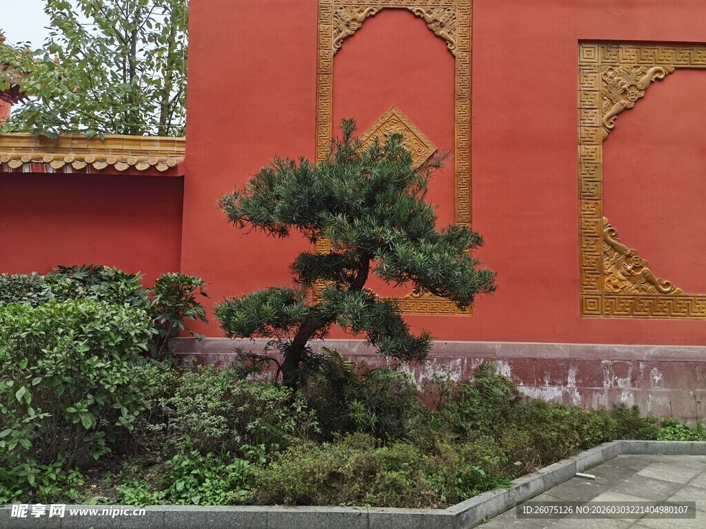 红墙旁的精致盆景绿植