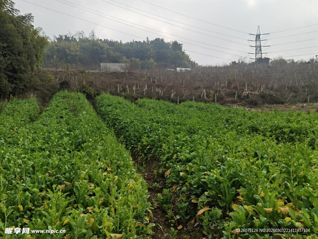 田园风光中的整齐农田
