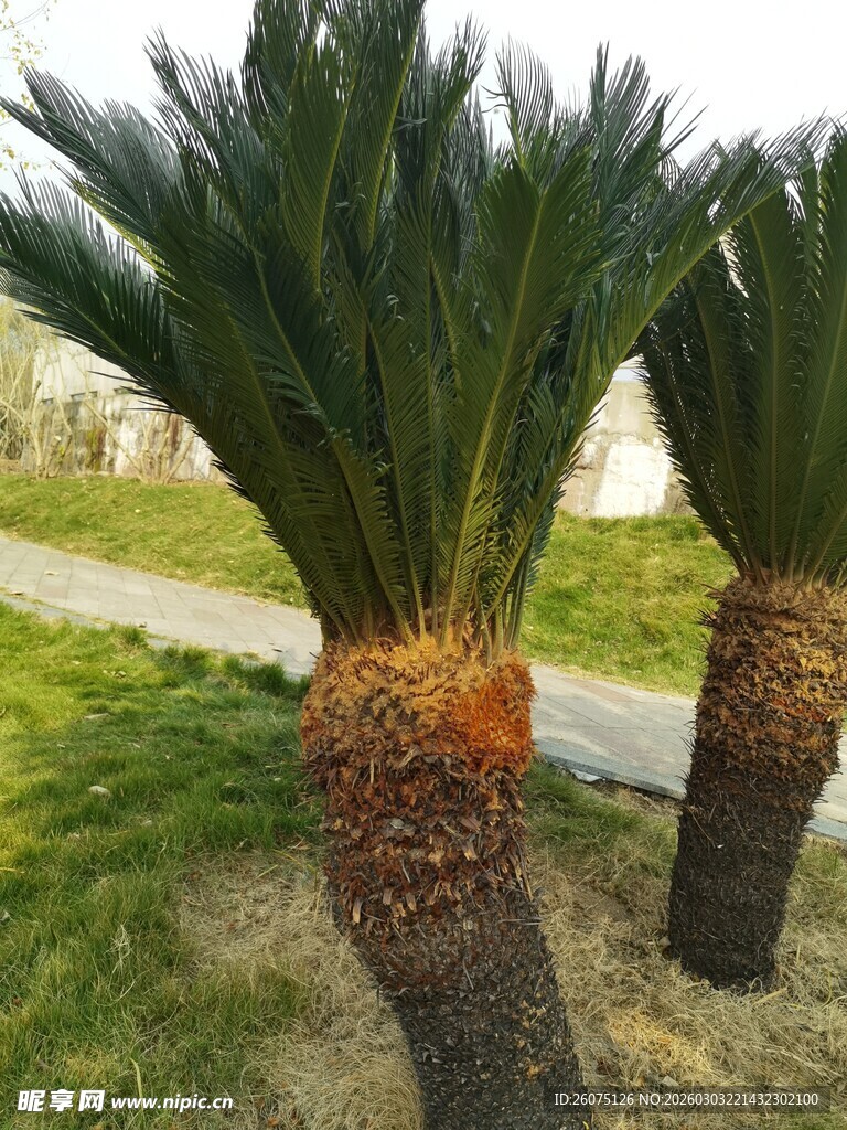 户外两株挺拔的棕榈树