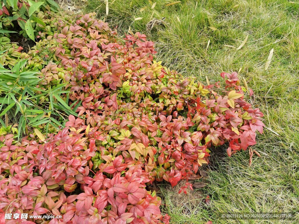 红色与绿色相间的地被植物