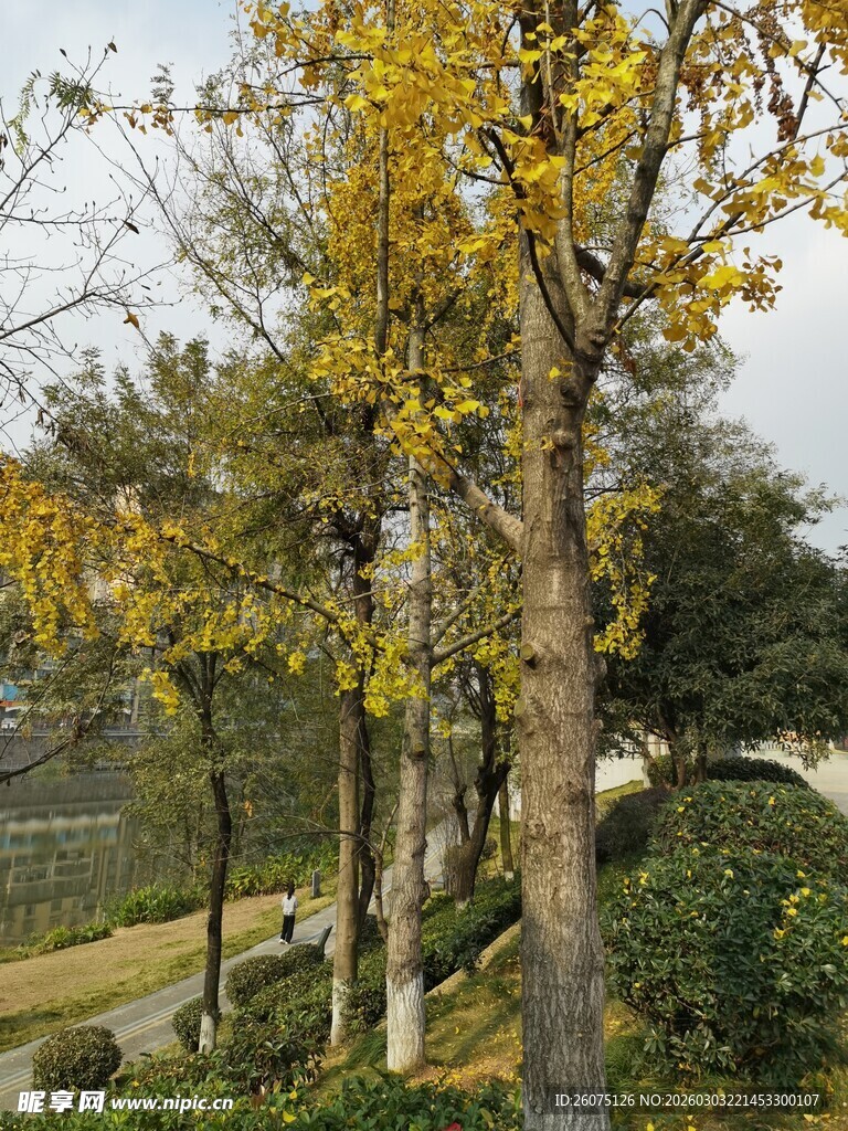 秋日金黄树木的园林景致