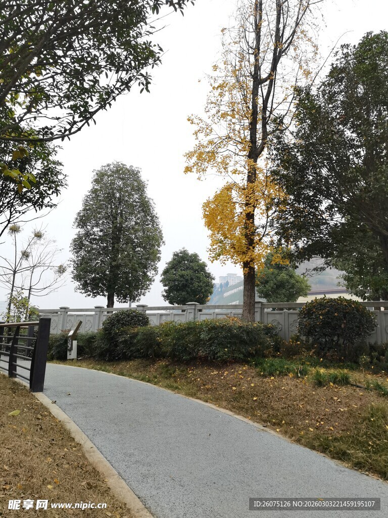 秋日小径旁的树木与建筑