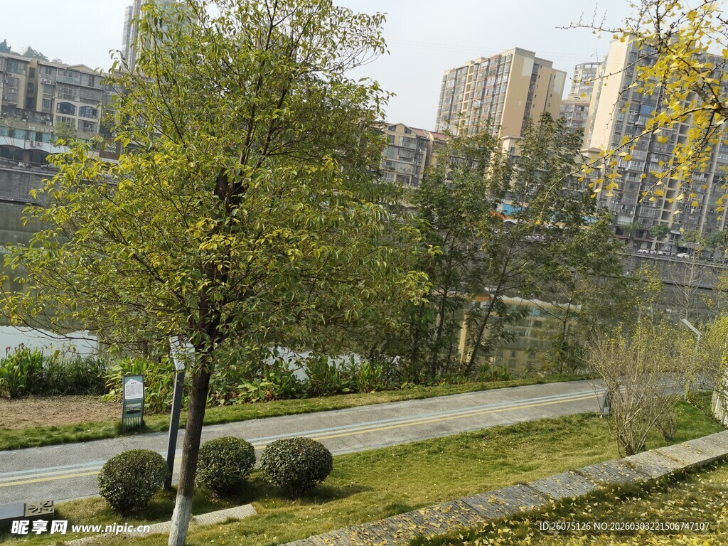 城市公园中的绿树与步道