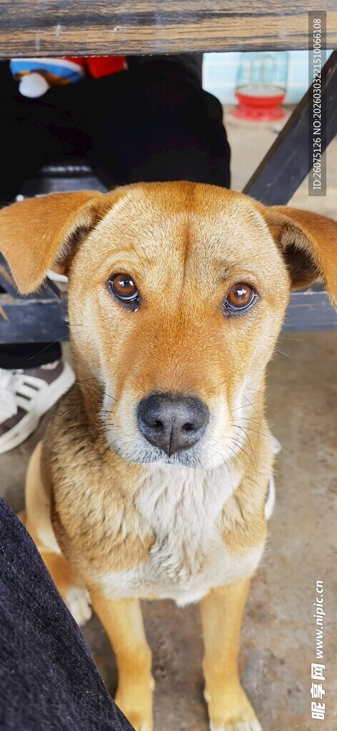 可爱小狗等待主人