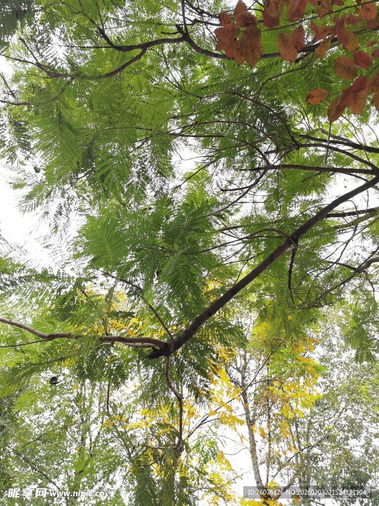 林间绿意枝叶交错之景