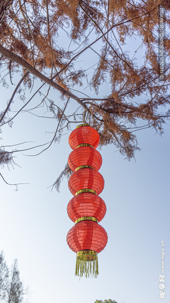 树枝上悬挂的红色灯笼