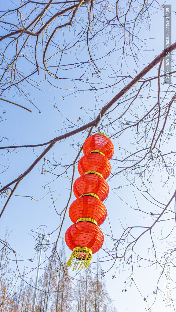 枝头红灯笼 冬日好风景