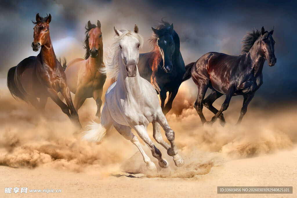 女子策马奔腾于沙海之间