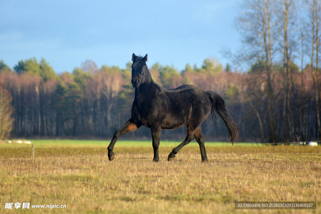 草原上奔腾的黑色骏马