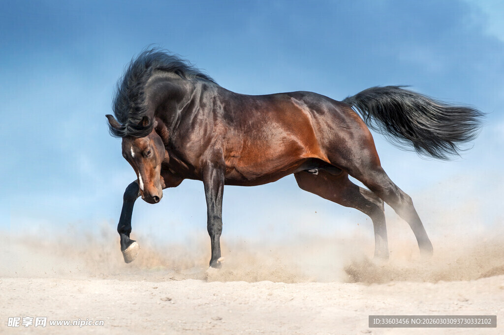 奔腾骏马扬起沙尘